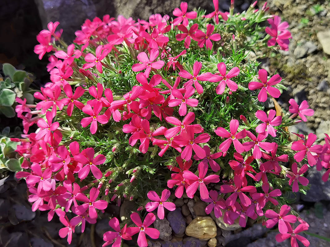 Phlox douglasii'Crackerjack'